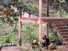 -中国大熊猫保护研究中心雅安碧峰峡基地