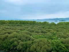 -盐洲岛