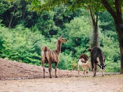 -杭州野生动物世界