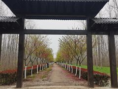 -合肥滨湖国家森林公园