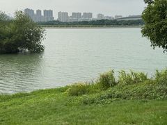 -贡湖湾湿地公园