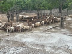 -石家庄市动物园