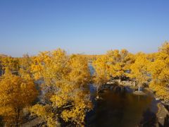 -金塔沙漠胡杨林景区