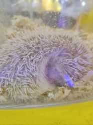 -神奇动物撸宠馆·羊驼·小浣熊·异宠(豫园店)