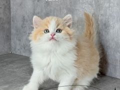 -小猫来了·猫舍(红山六九七九店)
