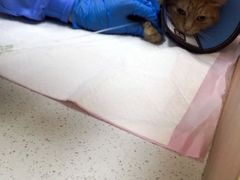 -联合动物医院(光谷诊疗中心)
