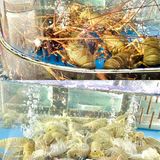 在浯屿岛吃海鲜看日落也太浪漫了吧‼️