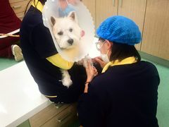 -北京观赏动物医院·24小时大型综合·猫专科·异宠专科