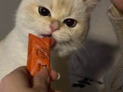 -东方名猫馆·英短金渐层布偶猫舍(环线广场1号楼店)