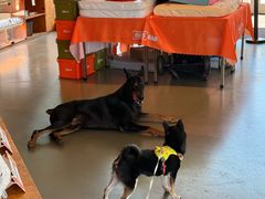 -爪吧宠物乐园 (温榆河示范区店)