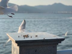 -海埂大坝