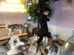 -Husky Go! 哈士奇体验馆·宠物咖啡厅狗咖