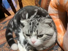 -绒爪撸猫下午茶·猫咖