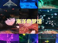 -欢乐海岸海洋奇梦馆