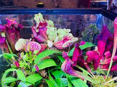 -Rabbit Cafe私房西餐甜点咖啡(栖霞路店)