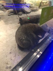 -未来动物城动物主题公园(大悦城店)