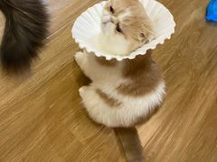 -滚猫咖啡·猫咖·猫友好撸猫(未来城店)