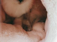 -喵喵咪呀布偶猫咖(春熙路店)