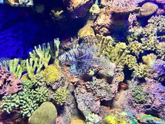 -上海海洋水族馆