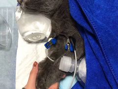 -贝利宠物医院·骨科·眼科·肿瘤转诊中心(南坪诊疗中心)