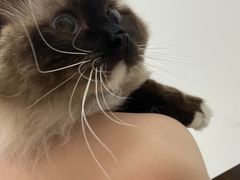 -中农大我爱我爱动物医院·核磁CT·猫病·24小时夜诊中心(石佛营店)