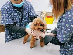 -爱侣宠医·鹦鹉专科·小型哺乳类·异宠专科(灵石路店)