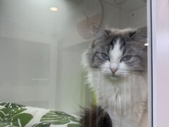 -青奢宠物·青奢猫舍