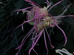 -杭州植物园