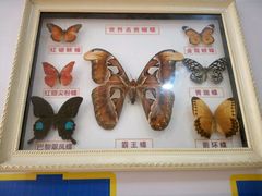 蝴蝶展-新百广场(中山西路店)