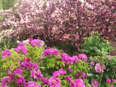 -洛阳郁金香牡丹园