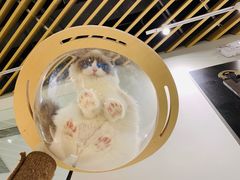 -momokira米努特·德文卷毛猫·棉花面纱犬
