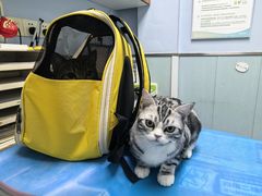 -纳吉亚猫专科动物诊疗中心(蒋宅口分院)