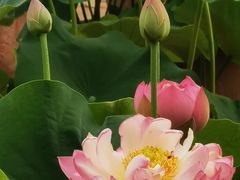 -莲花池公园