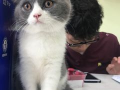 -瑞鹏宠物医院·猫科·宠保定点(梅溪湖分院)