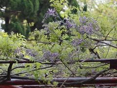 -嘉定紫藤园