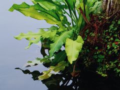 -重庆彩云湖湿地公园