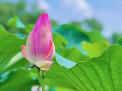 -荷塘月色湿地公园·向阳花洲