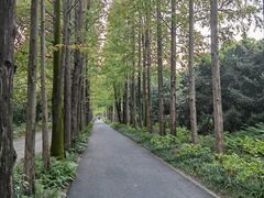 -上海滨江森林公园
