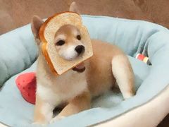 -翊宠yipet猫狗购宠庄园犬舍•猫舍