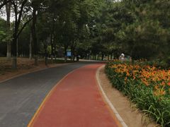 -大兴滨河森林公园