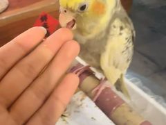 -吉丁鸟咖·异宠·寄养
