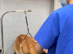 -宠福鑫康馨动物医院·骨科·眼科