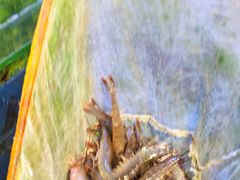 -巽寮印象美食部落餐厅·海鲜·地方特色菜(惠州体验店)