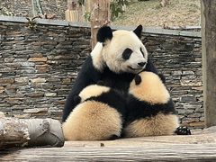 -卧龙中华大熊猫苑神树坪基地