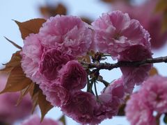 -高东镇樱花园