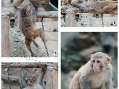 -栾川竹海野生动物园