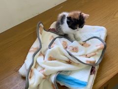 -西安市未央区汉城畜牧兽医站