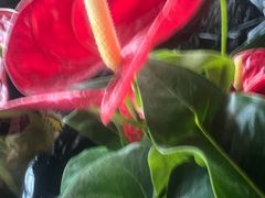 -龙大花卉苗木市场