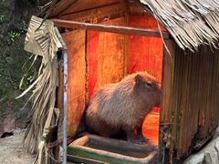 -中国大熊猫保护研究中心雅安碧峰峡基地