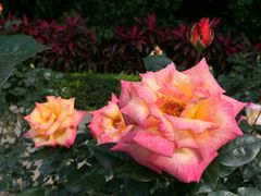 -人民公园(罗湖区)